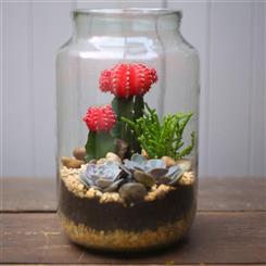 Terrarium