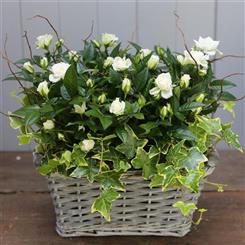 White Rose Planted Basket